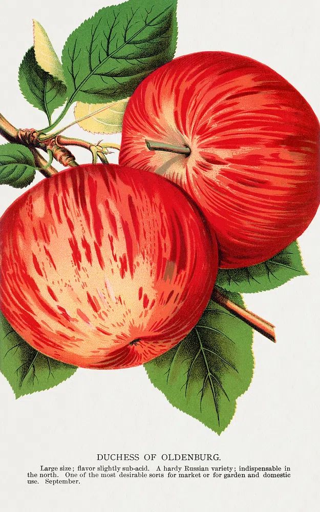 Duchess of Oldenburg Apple — Vintage Print. poster detail
