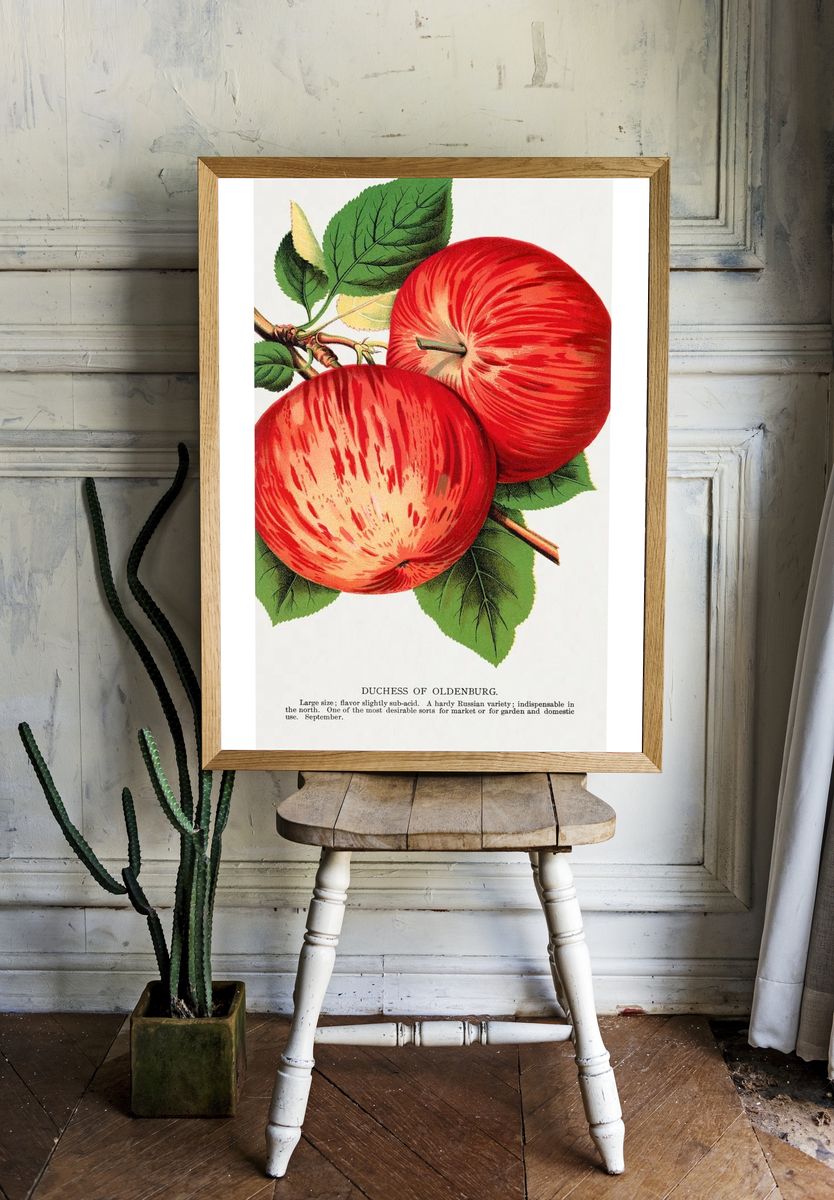 Duchess of Oldenburg Apple — Vintage Print. — room view 1