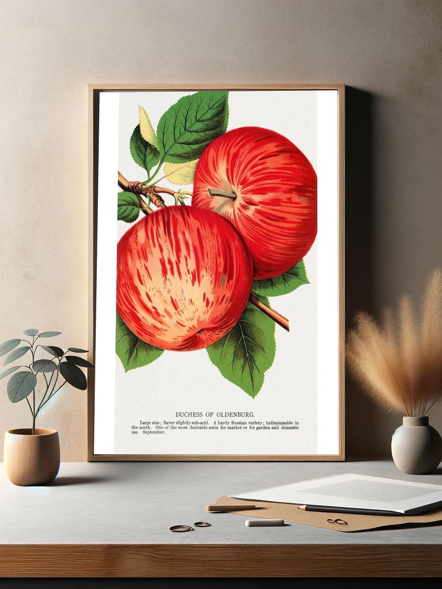Duchess of Oldenburg Apple — Vintage Print. — room view 2