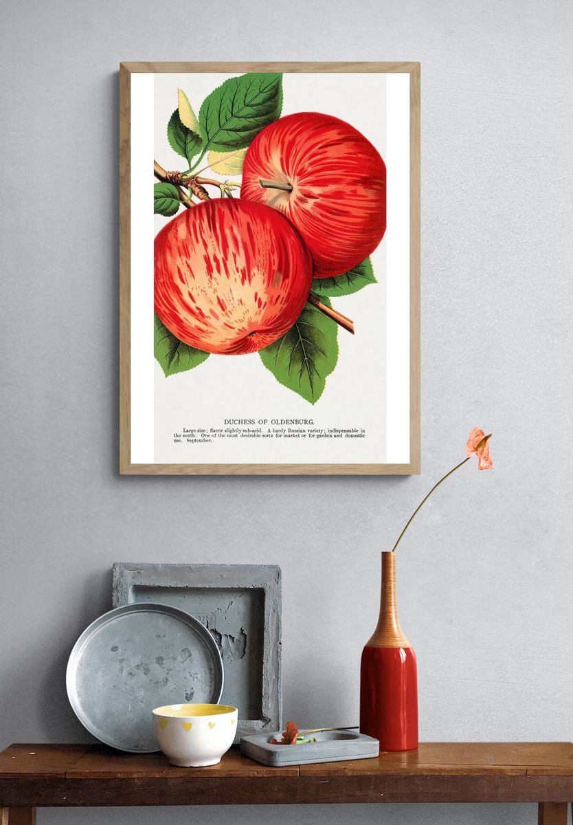 Duchess of Oldenburg Apple — Vintage Print. — room view 3