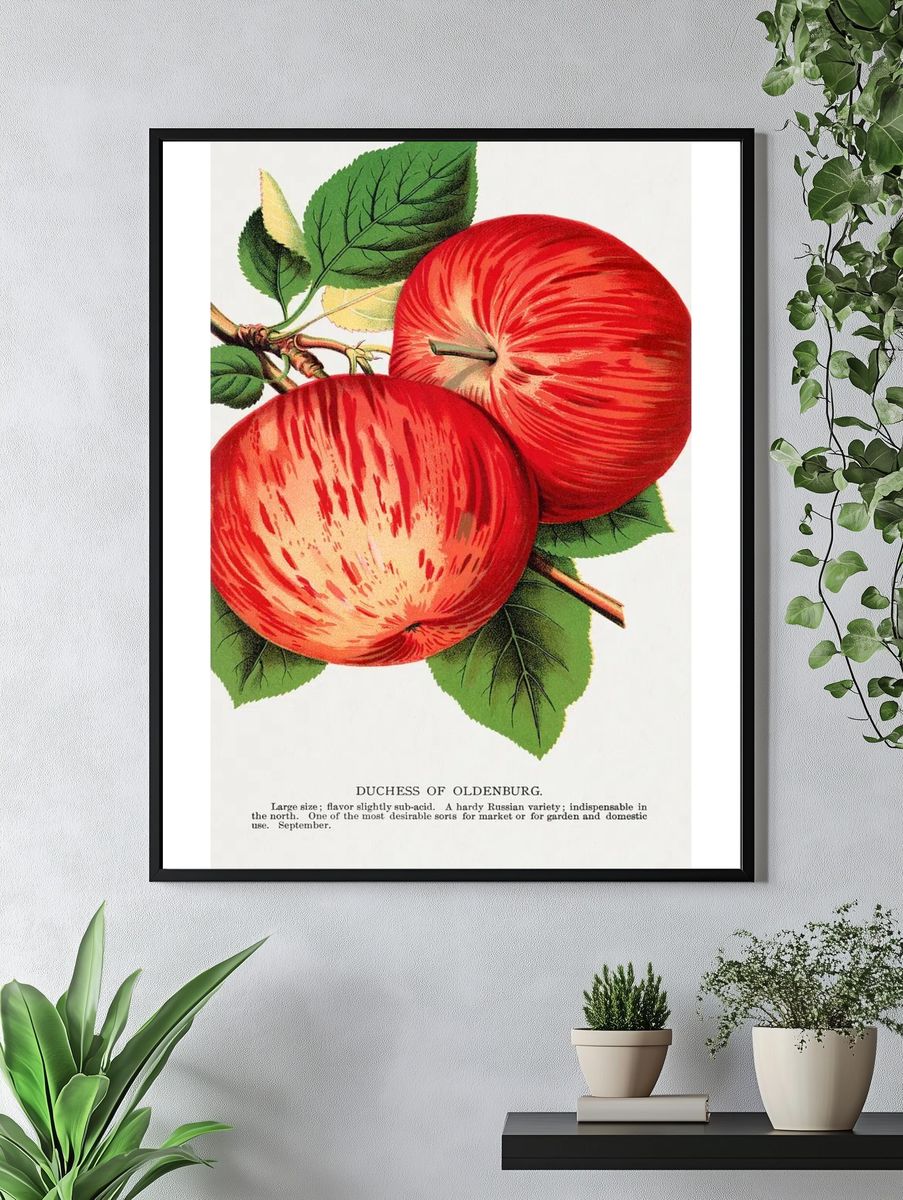 Duchess of Oldenburg Apple — Vintage Print. — room view 4