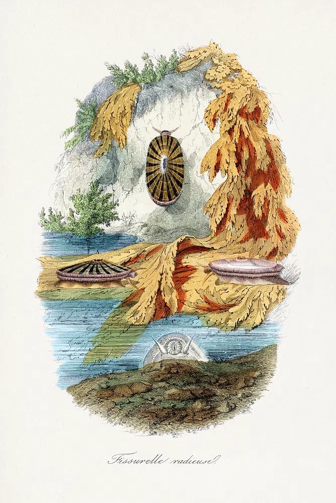 Fissurelle Radieuse — Vintage Print. poster — vintage art