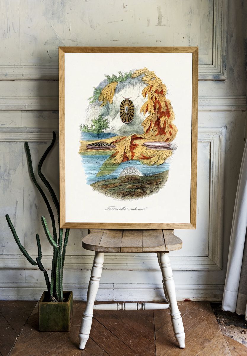 Fissurelle Radieuse — Vintage Print. — room view 1