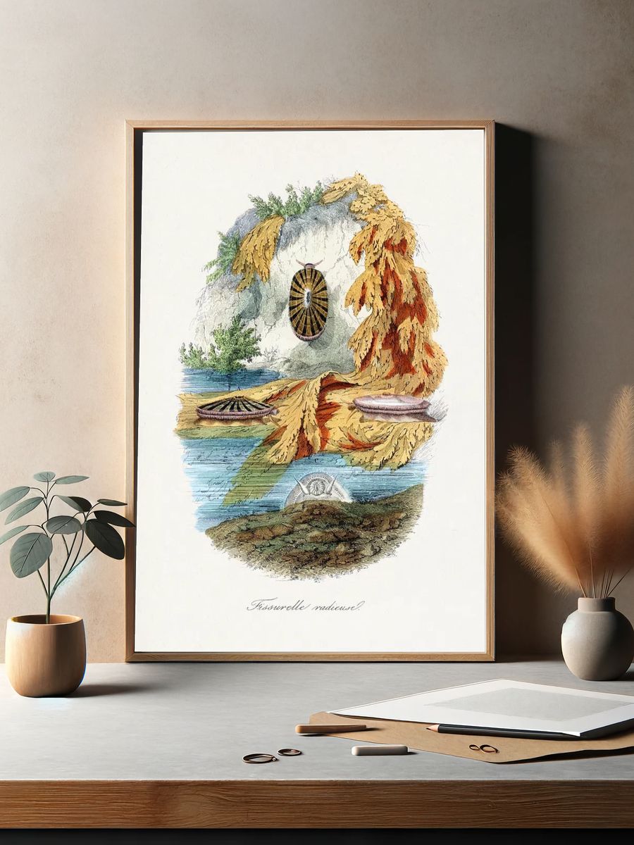Fissurelle Radieuse — Vintage Print. — room view 2
