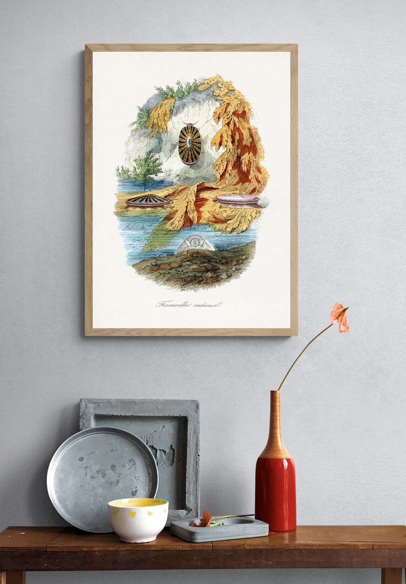 Fissurelle Radieuse — Vintage Print. — room view 3