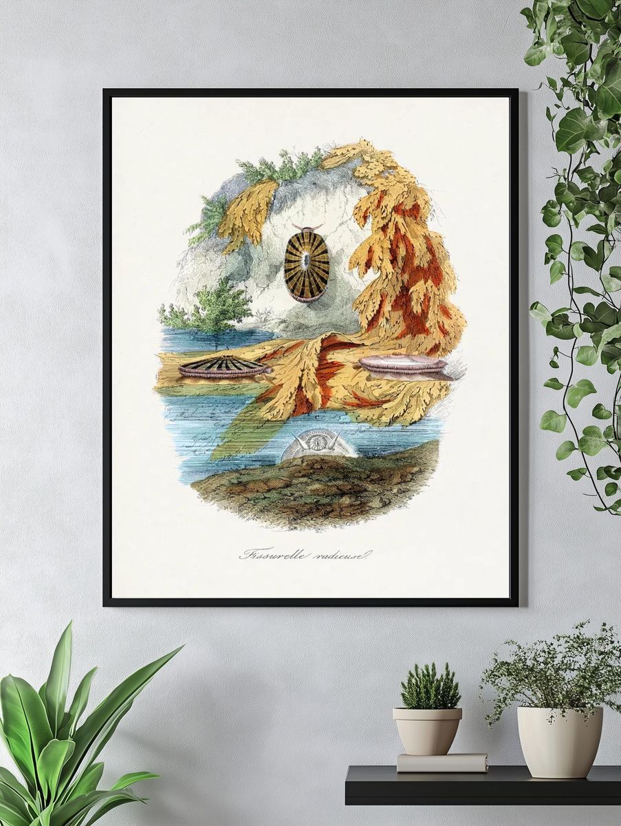 Fissurelle Radieuse — Vintage Print. — room view 4