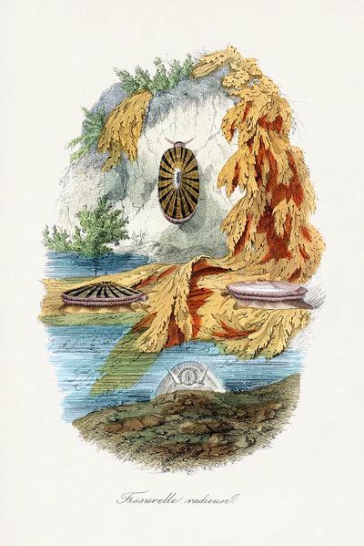 Fissurelle Radieuse — Vintage Print.