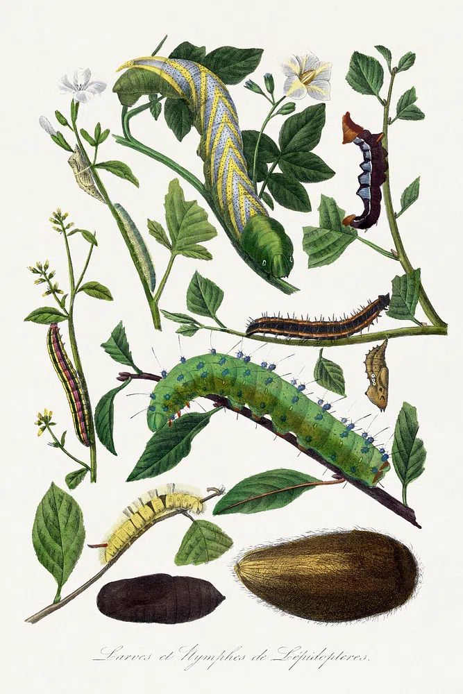 Caterpillars and Pupae — Vintage Print. poster — vintage art