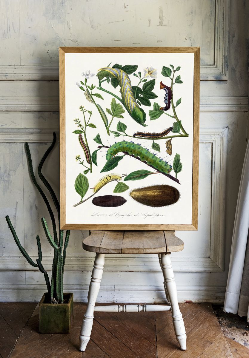 Caterpillars and Pupae — Vintage Print. — room view 1