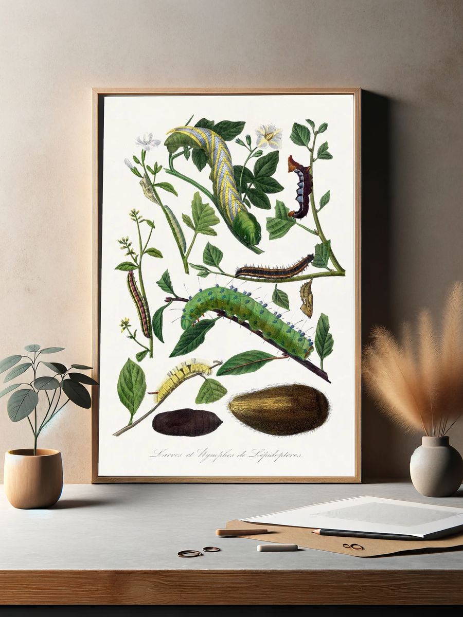 Caterpillars and Pupae — Vintage Print. — room view 2
