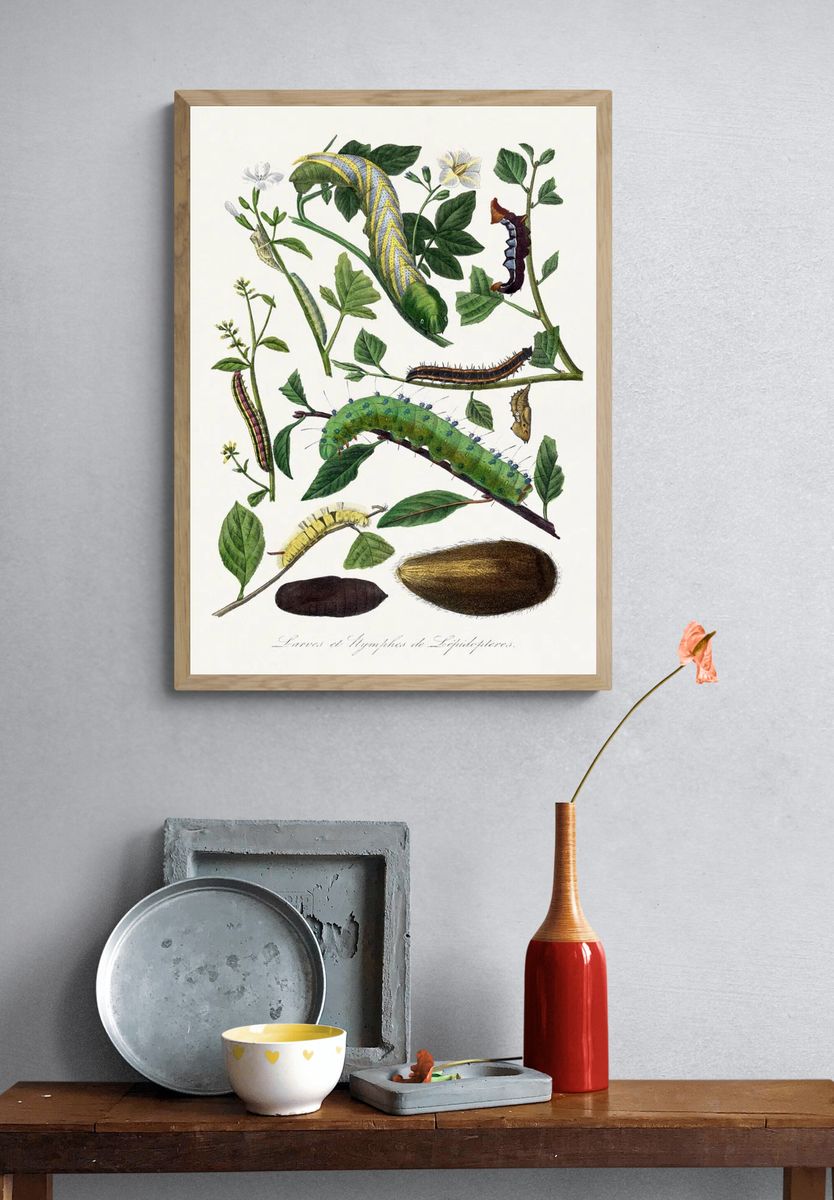 Caterpillars and Pupae — Vintage Print. — room view 3