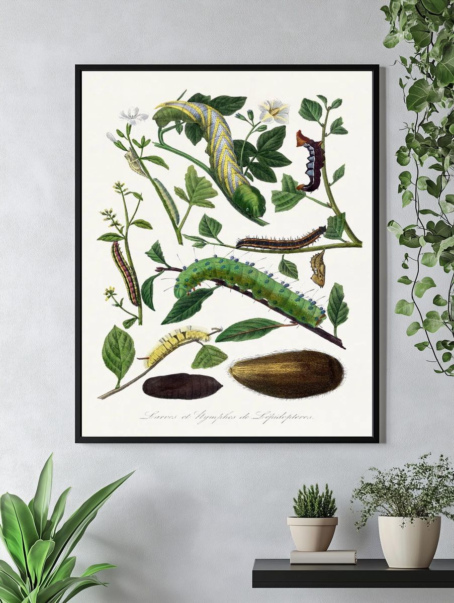 Caterpillars and Pupae — Vintage Print. — room view 4