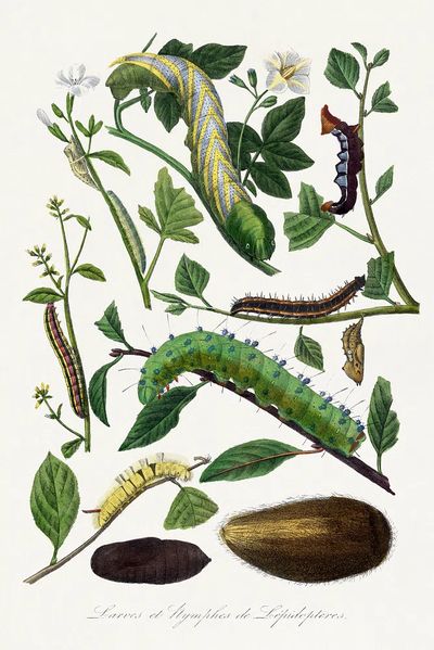 Caterpillars and Pupae — Vintage Print.