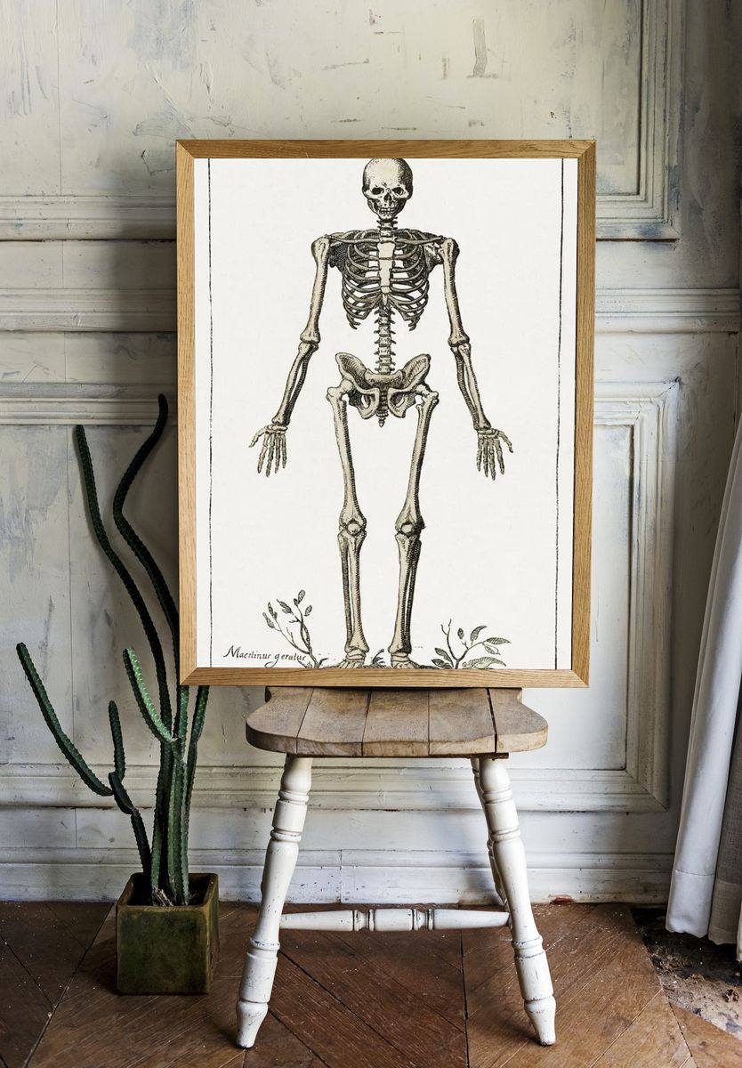 Human Skeleton — Vintage Print. — room view 1