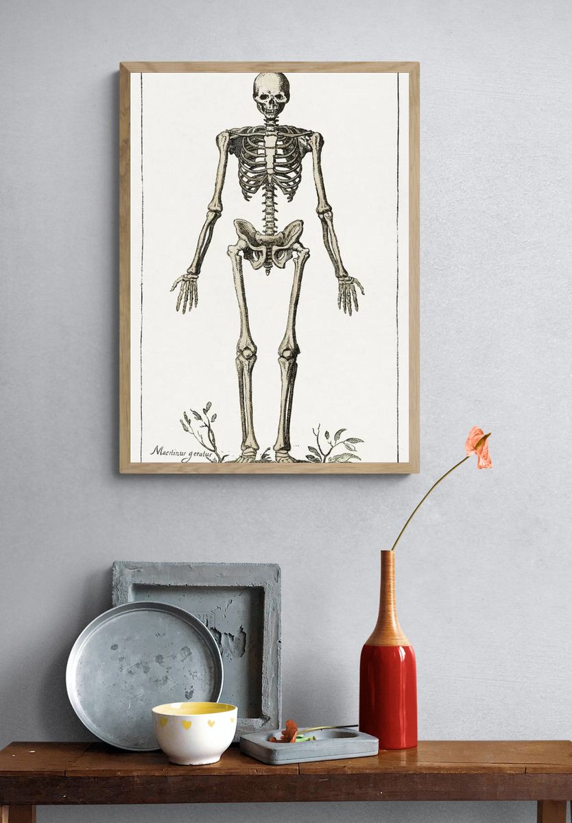 Human Skeleton — Vintage Print. — room view 3