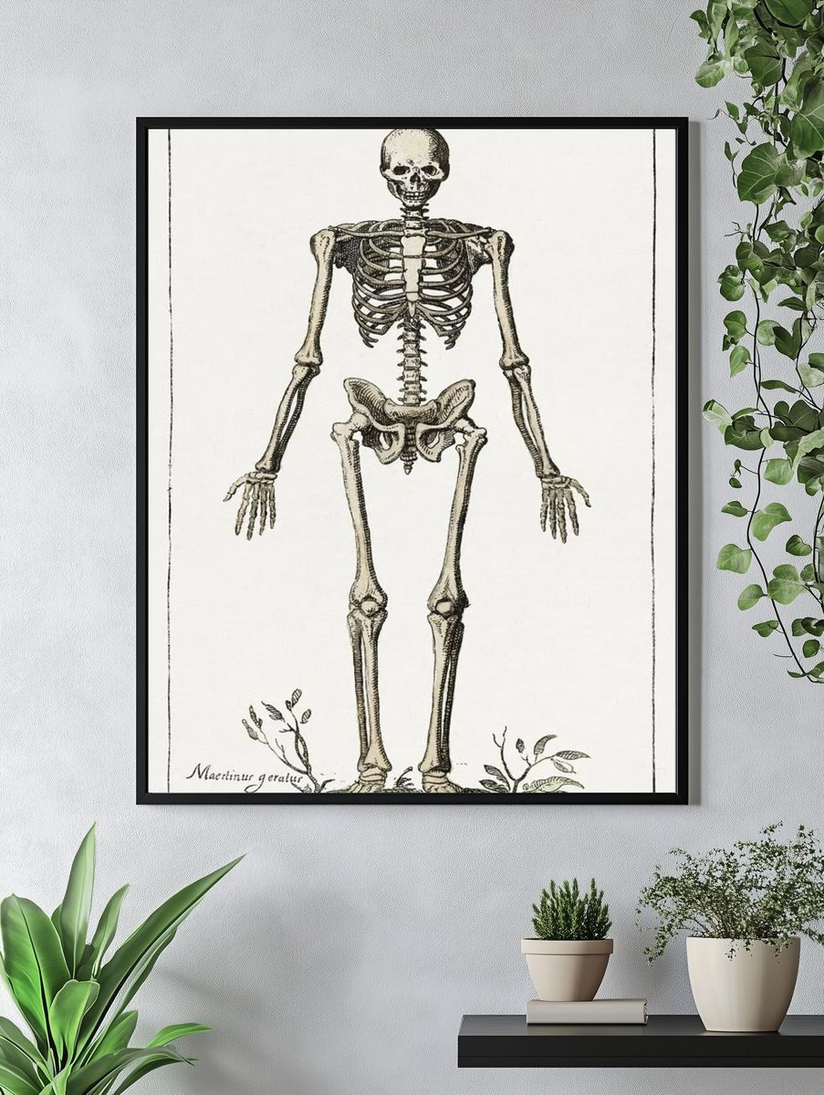 Human Skeleton — Vintage Print. — room view 4