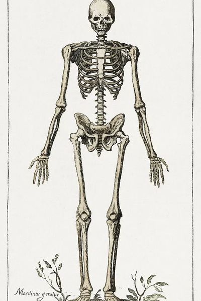 Human Skeleton — Vintage Print