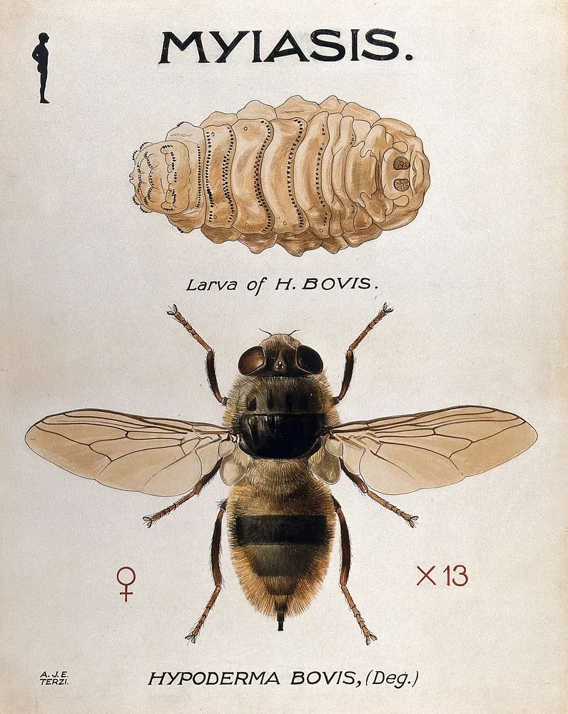 Hypoderma Bovis — Vintage Print. poster — vintage art