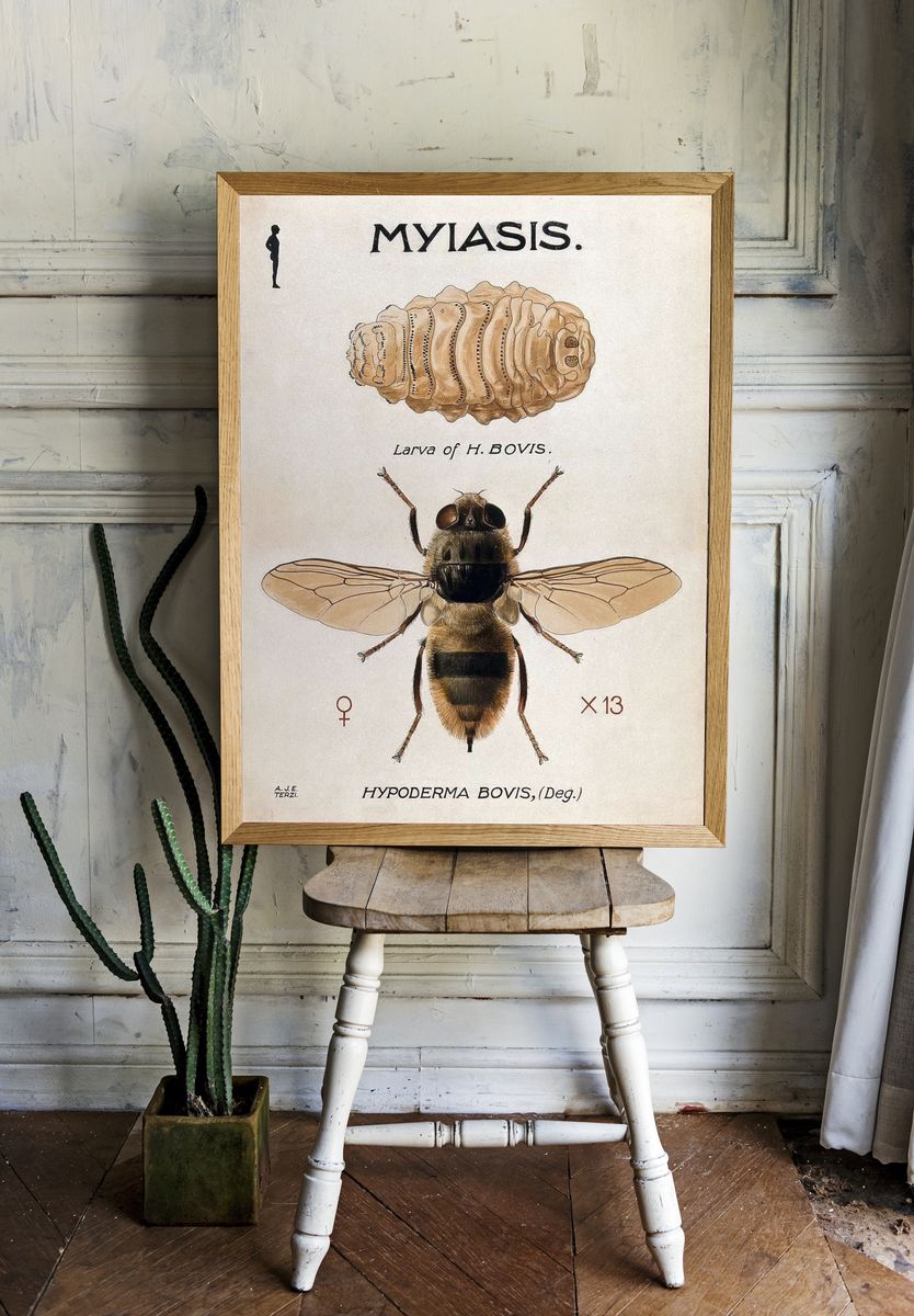 Hypoderma Bovis — Vintage Print. — room view 1