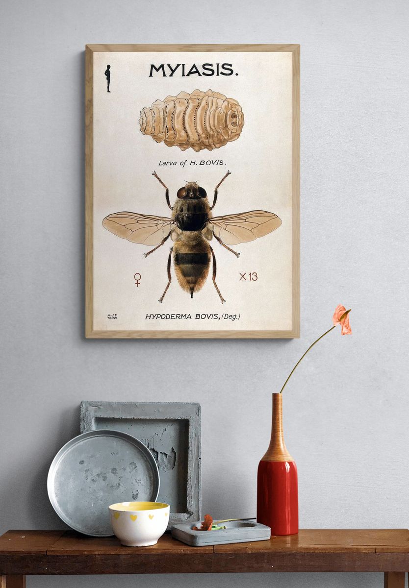 Hypoderma Bovis — Vintage Print. — room view 3