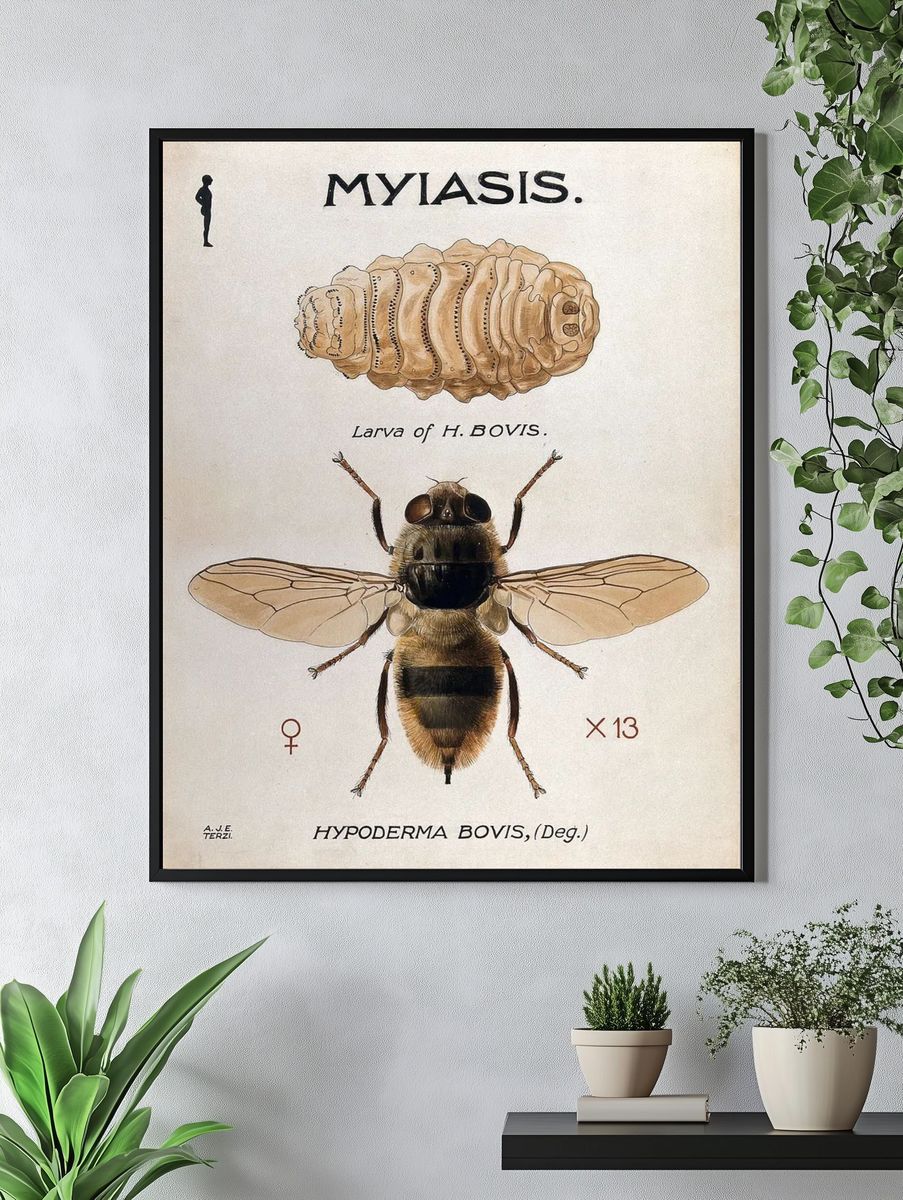 Hypoderma Bovis — Vintage Print. — room view 4