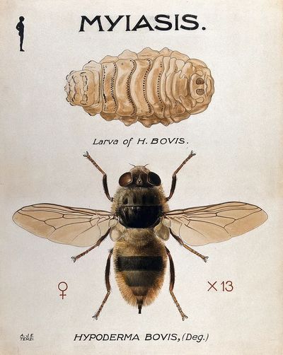 Hypoderma Bovis — Vintage Print