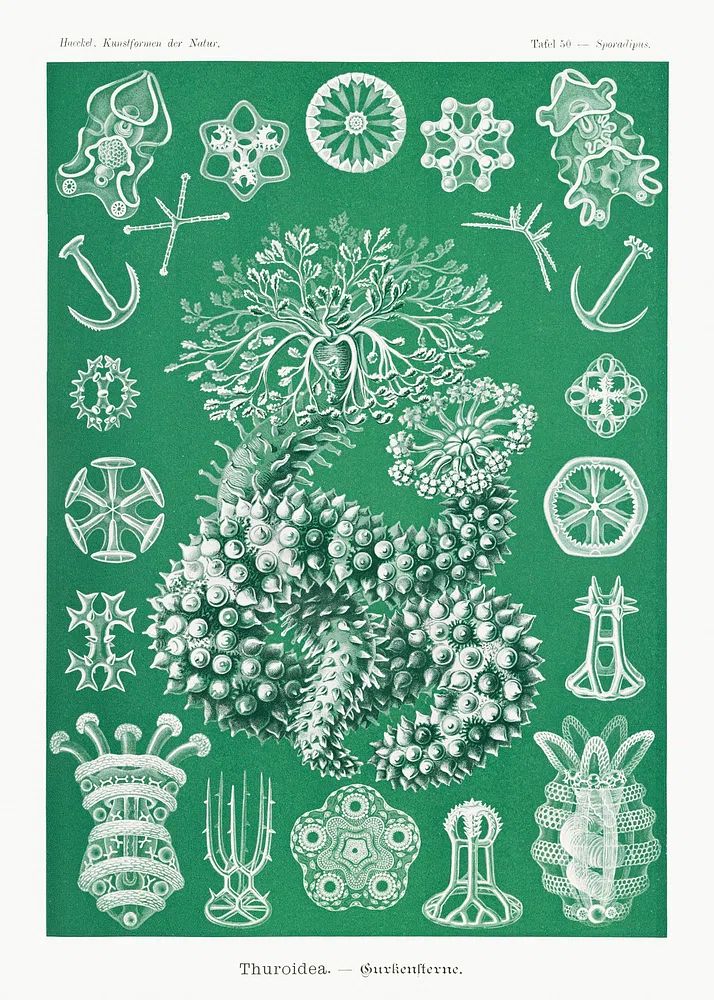 Thuroidea — Vintage Print. poster detail