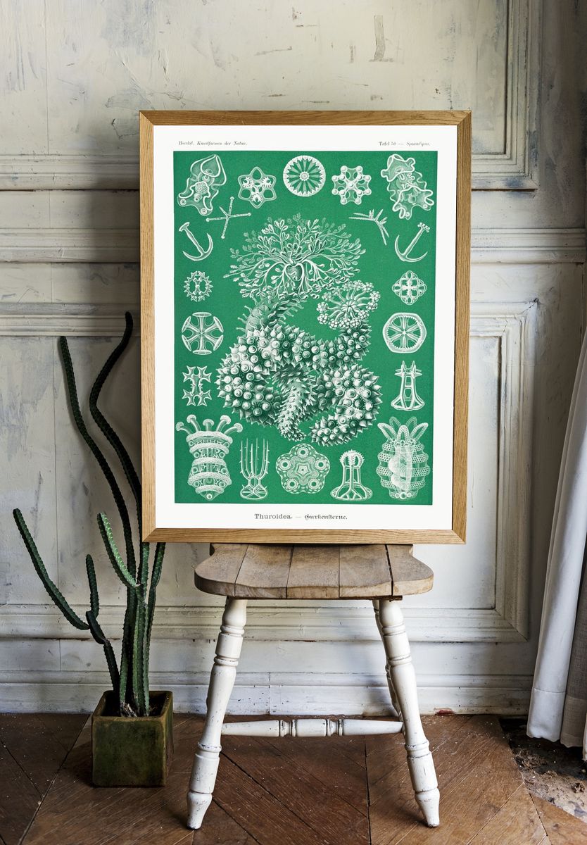 Thuroidea — Vintage Print. room preview