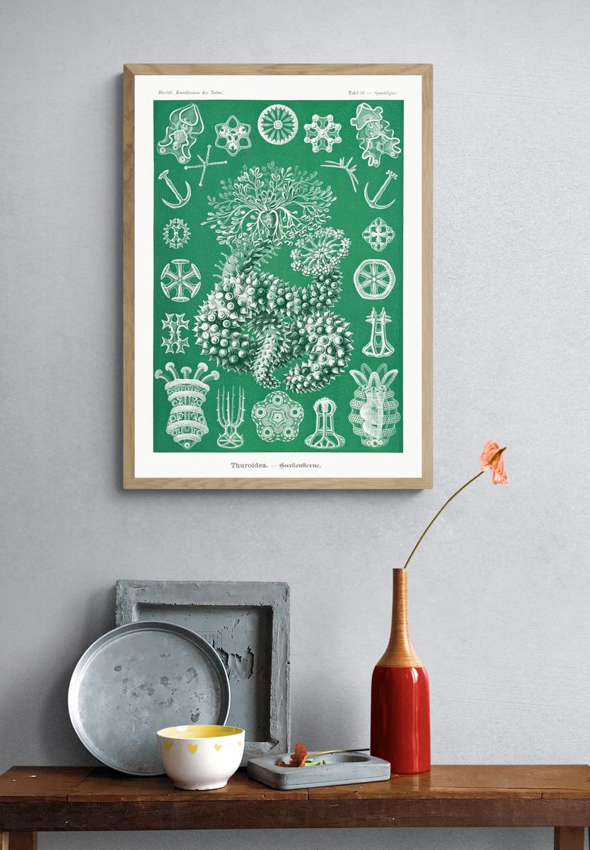 Thuroidea — Vintage Print. — room view 3