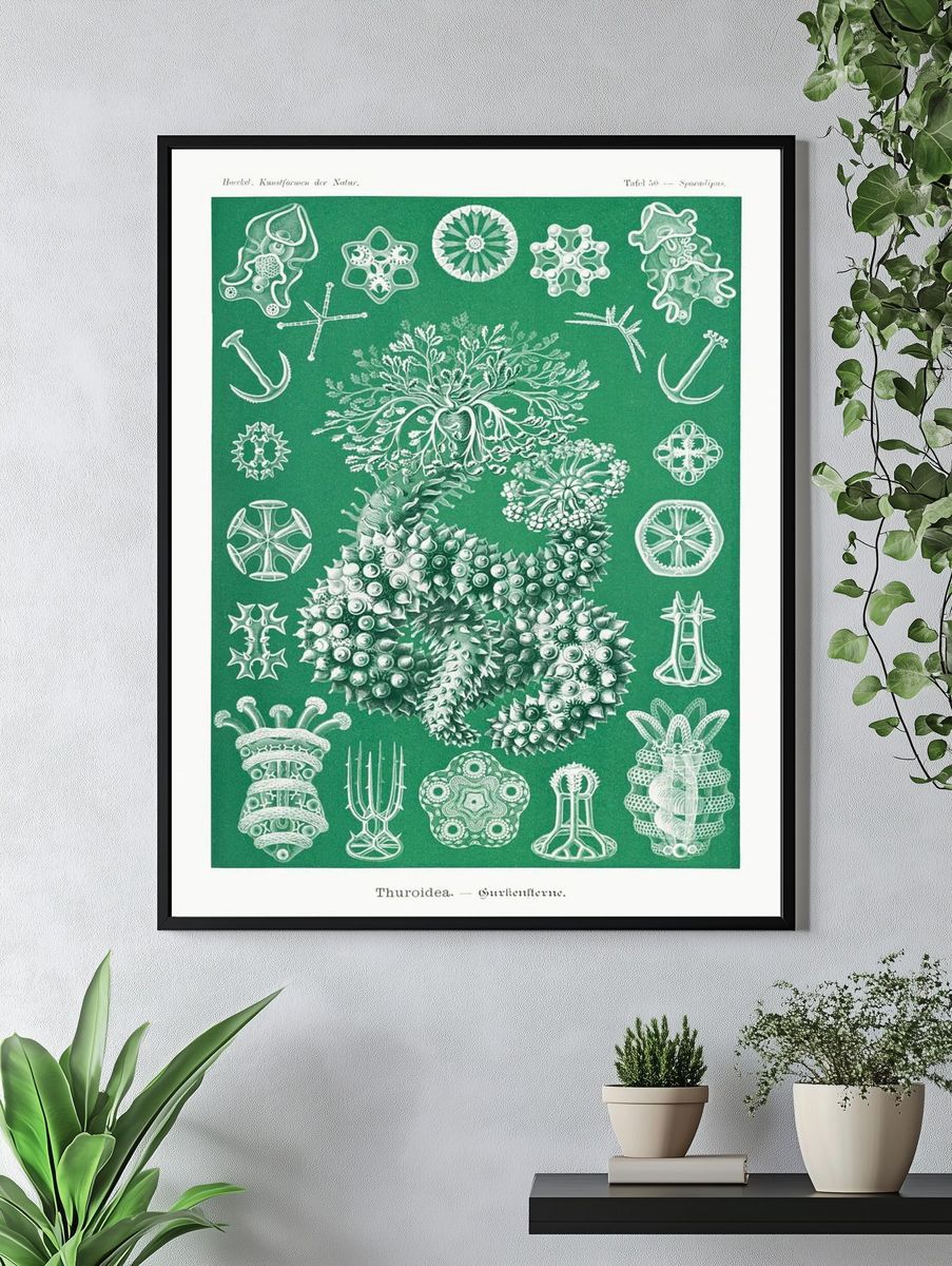 Thuroidea — Vintage Print. — room view 4