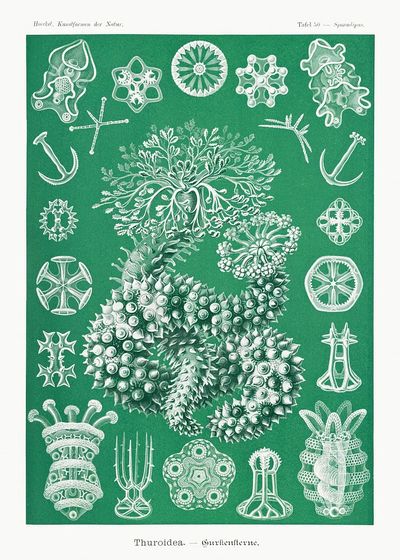 Thuroidea — Vintage Print.