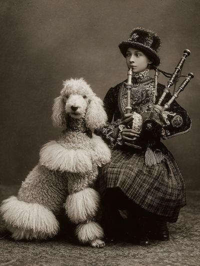 Victorian Poodle Portrait Print.