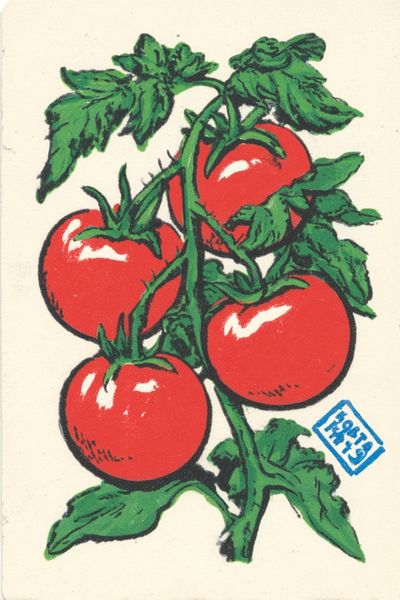 Tomato Plant Vintage Print