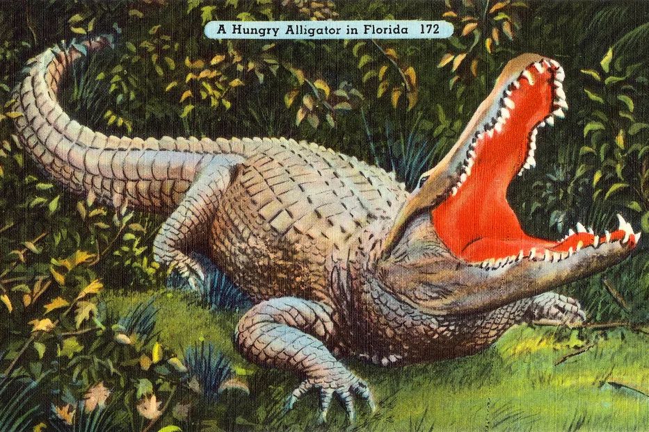 A Hungry Alligator in Florida — Vintage Print. poster — vintage art