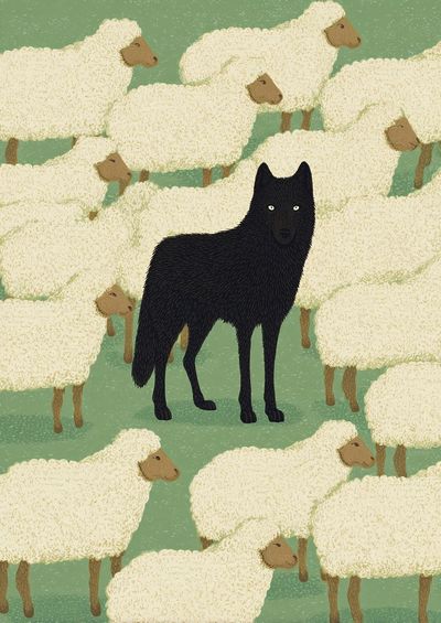 Black Wolf Among Sheep — Illustration Print. poster