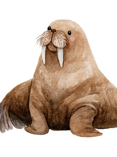 Walrus Watercolor Poster. poster