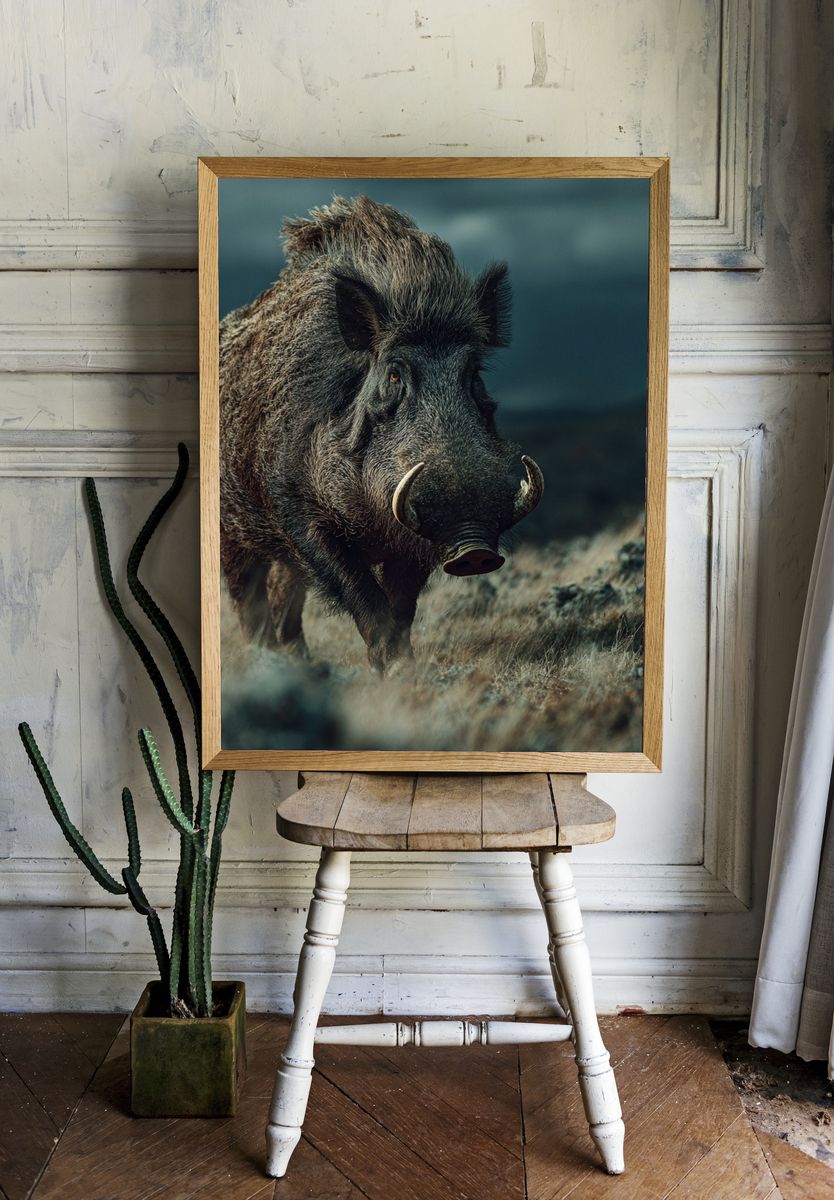 Wild Boar Portrait Photography Poster. — room view 1
