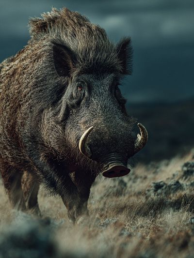 Wild Boar Portrait Photography Poster. poster print