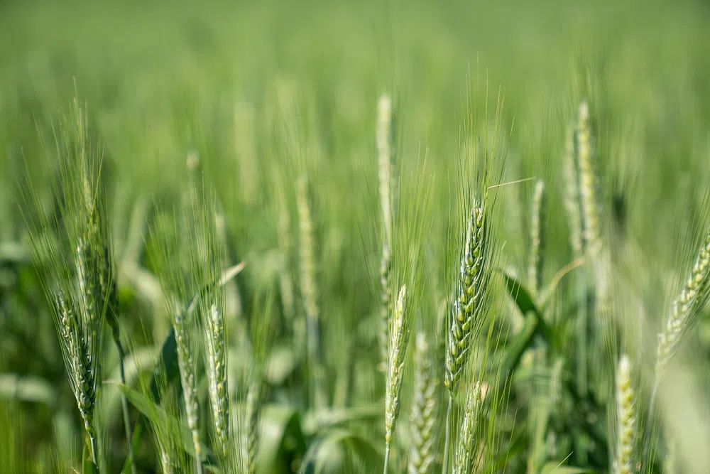 Wheat Field Close-Up — Nature Print. poster detail