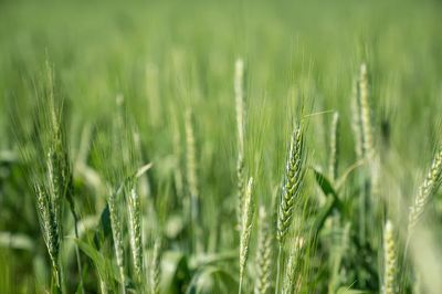 Wheat Field Close-Up — Nature Print