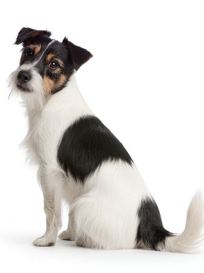 Wire Fox Terrier Portrait Poster.