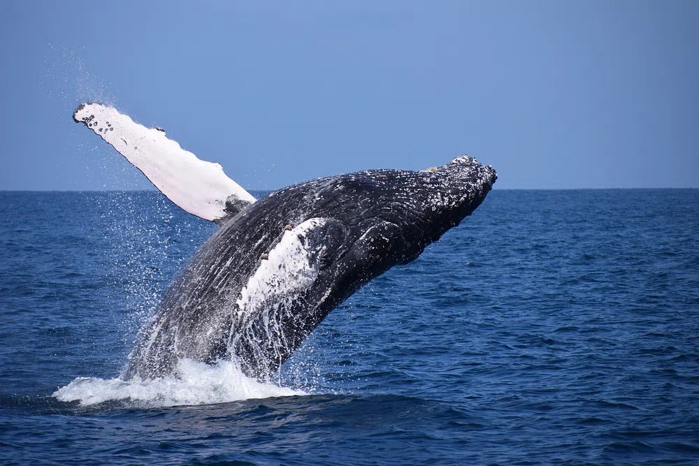 Humpback Whale Breaching — Nature Photography Print. poster — nature art