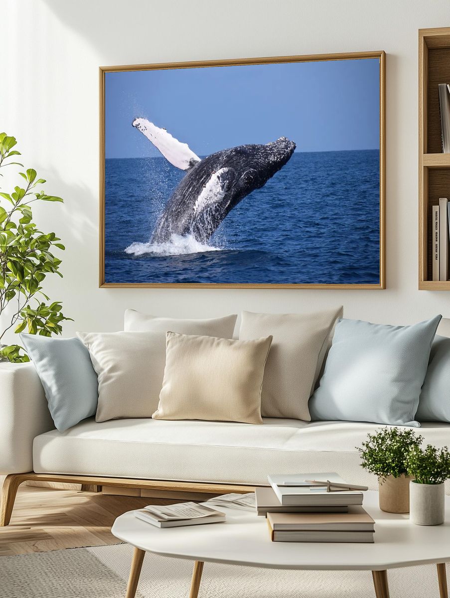 Humpback Whale Breaching — Nature Photography Print. — room view 2