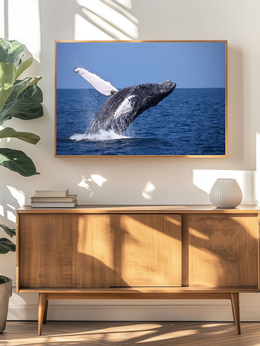 Humpback Whale Breaching — Nature Photography Print. — room view 3