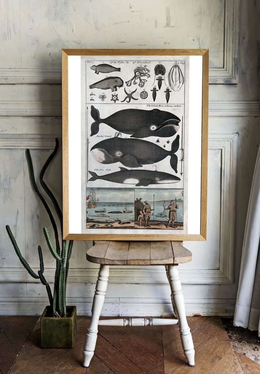 Whale Anatomy and Hunting — Vintage Print room preview