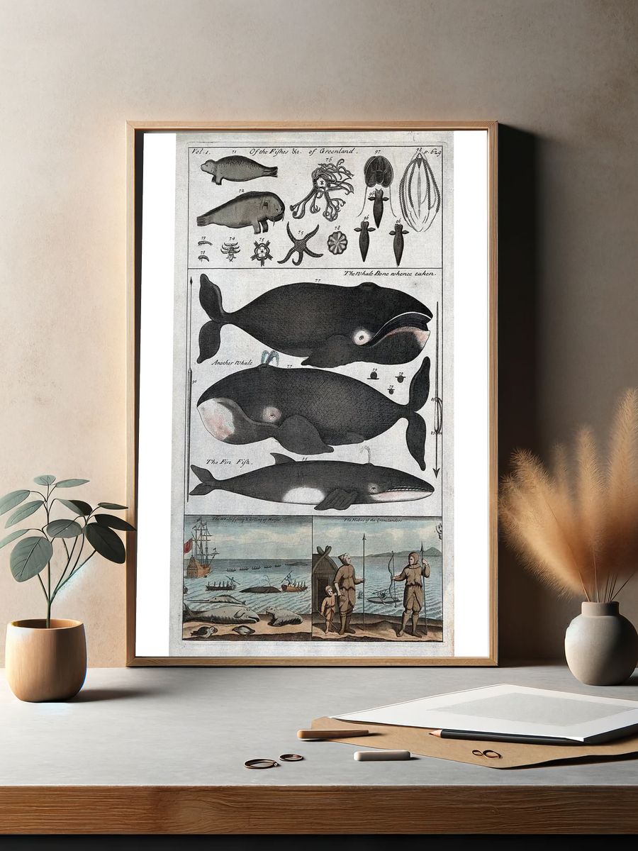 Whale Anatomy and Hunting — Vintage Print. — room view 2