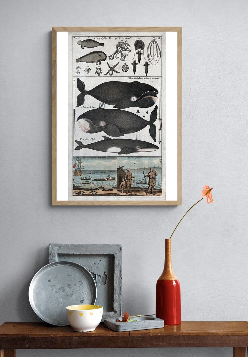 Whale Anatomy and Hunting — Vintage Print. — room view 3