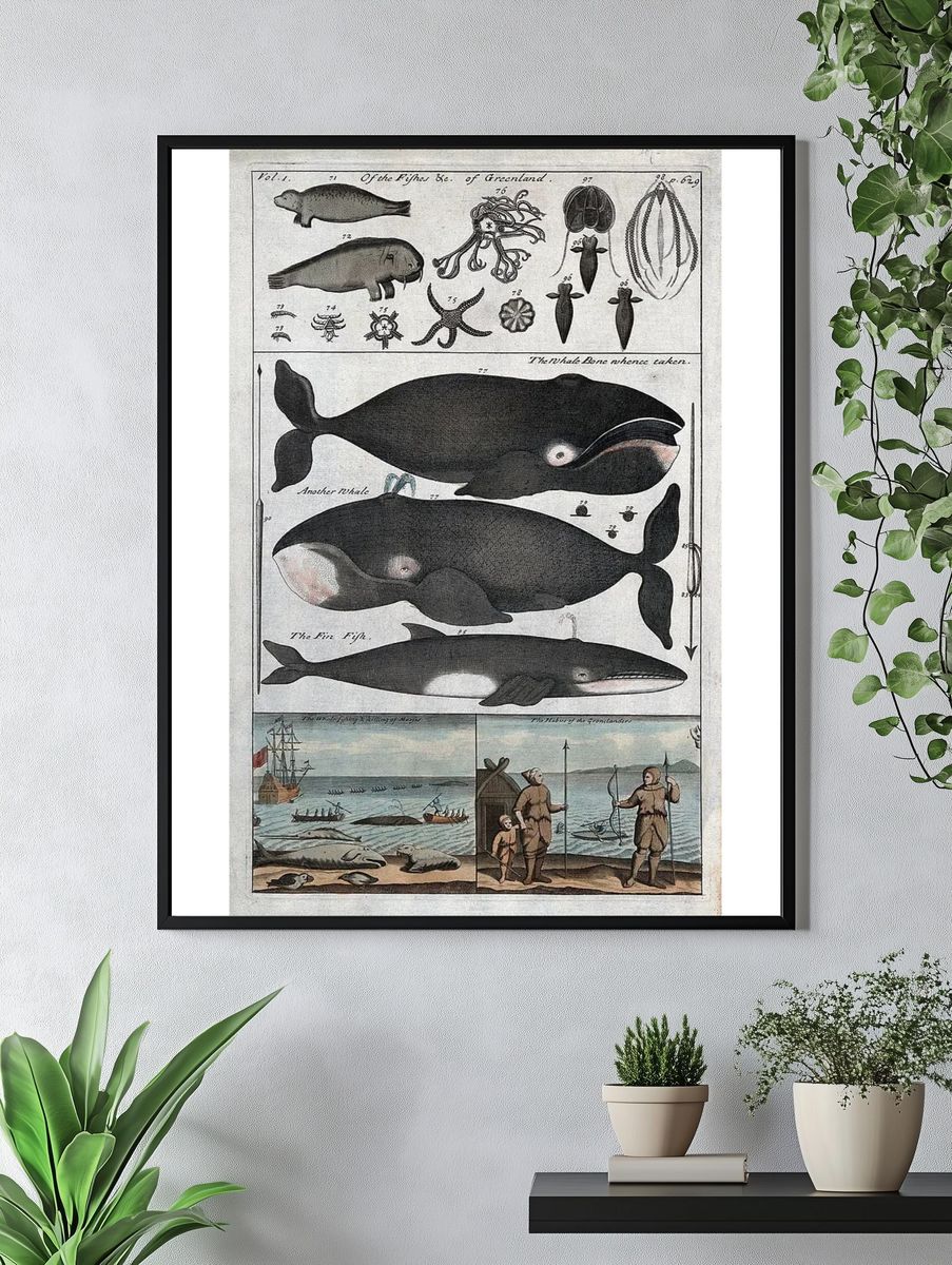 Whale Anatomy and Hunting — Vintage Print. — room view 4