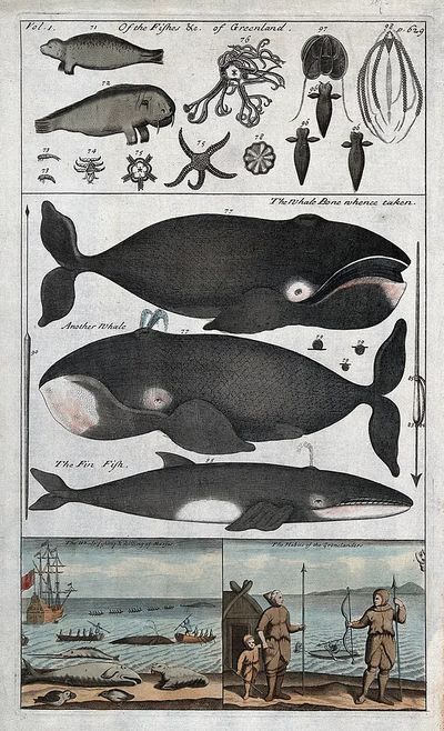 Whale Anatomy and Hunting — Vintage Print
