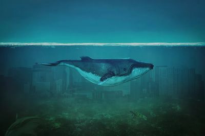 Blue Whale painting. poster print
